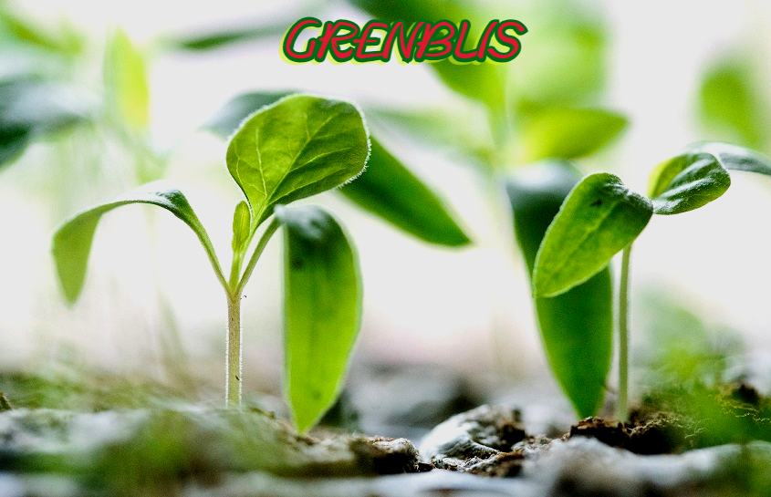 Grenblis: Revolutionizing Green Energy Solutions